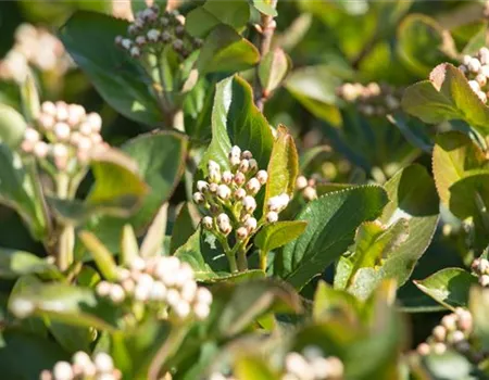 Aronia melanocarpa 'Aron'