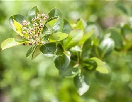 Aronia melanocarpa 'Viking'