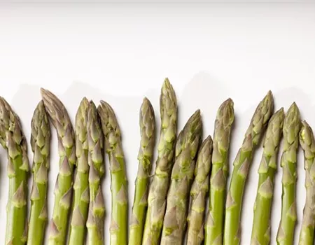 Asparagus officinalis 'Guelph Millennium'