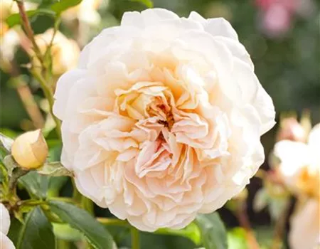 Beetrose, cremeweiß