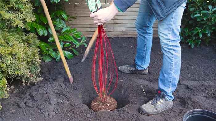 Hartriegel - Einpflanzen im Garten