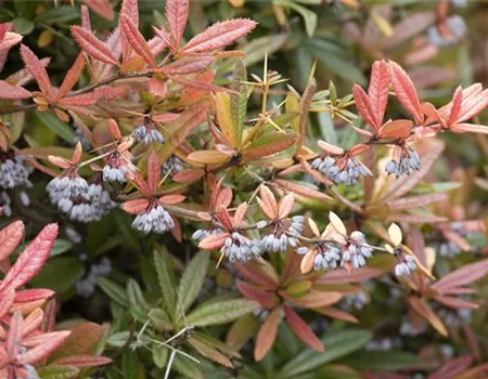 Berberis gagnepainii lanceifolia