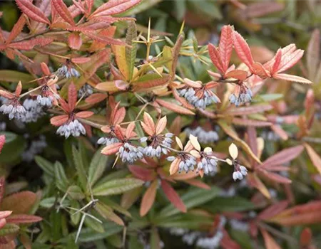 Berberis gagnepainii lanceifolia 'Klugowski'