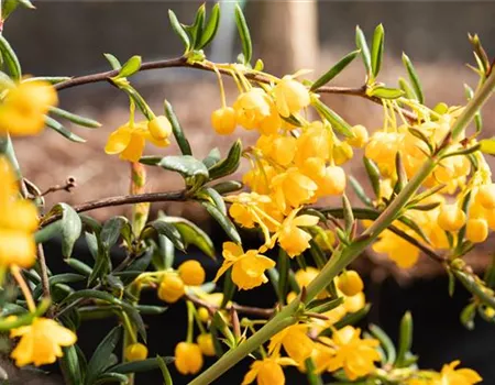 Berberis hybrido-gagnepainii