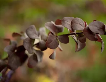Berberis ottawensis 'Superba'