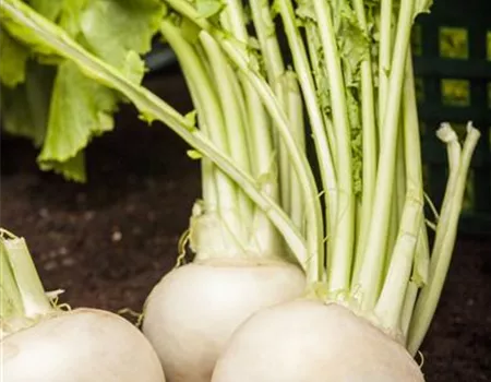 Beta vulgaris ssp. vulgaris 'Avalanche'