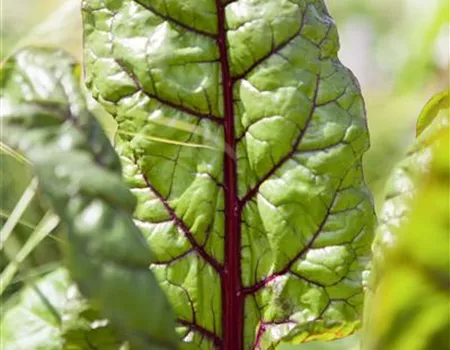 Beta vulgaris var. cicla 'Charlotte'