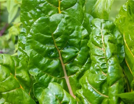 Beta vulgaris var. cicla 'Capuns'