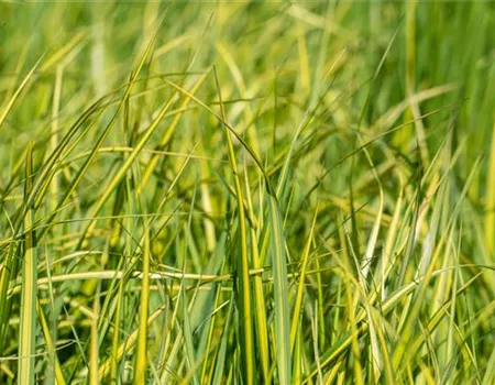 Calamagrostis x acutiflora 'England'