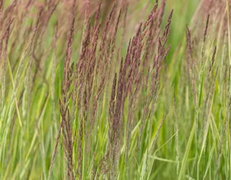 Calamagrostis x acutiflora 'Overdam'