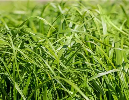 Calamagrostis x acutiflora 'Waldenbuch'