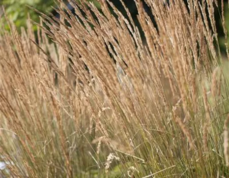 Calamagrostis x acutiflora